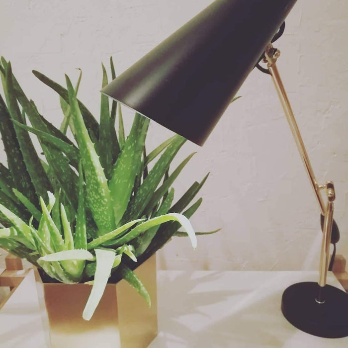 Birdy Table Lamp - DWHOME