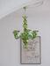 Calle Rafina Chandelier-DWHOME