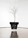 Charcoal Chandeliers M to R - DWHOME