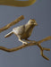 Crystal Bird Chandelier-DWHOME