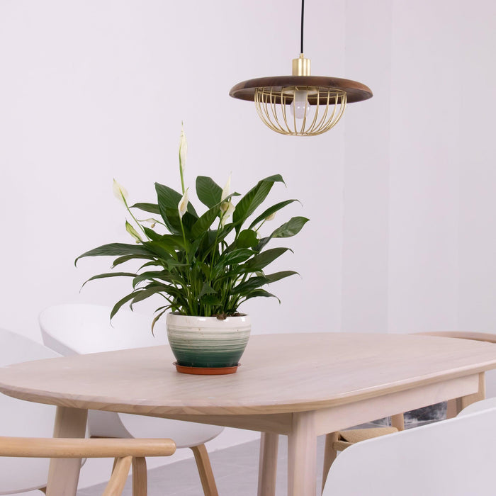 Kasa Pendant Lamp - DWHOME