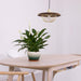 Kasa Pendant Lamp - DWHOME
