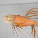 Koi Chandelier - DWHOME