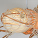 Koi Chandelier - DWHOME