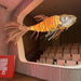 Koi Chandelier - DWHOME