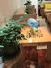 Molli Mushroom Table Lamp-DWHOME