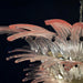 Murano Palmette Pink Chandelier-DWHOME