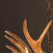 Zoey Resin Moose Antler Chandelier - DWHOME