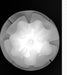 LED Acrylic Flower Wall Light Bed Light - DWHOME