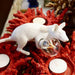 Mouse Table Light-DWHOME